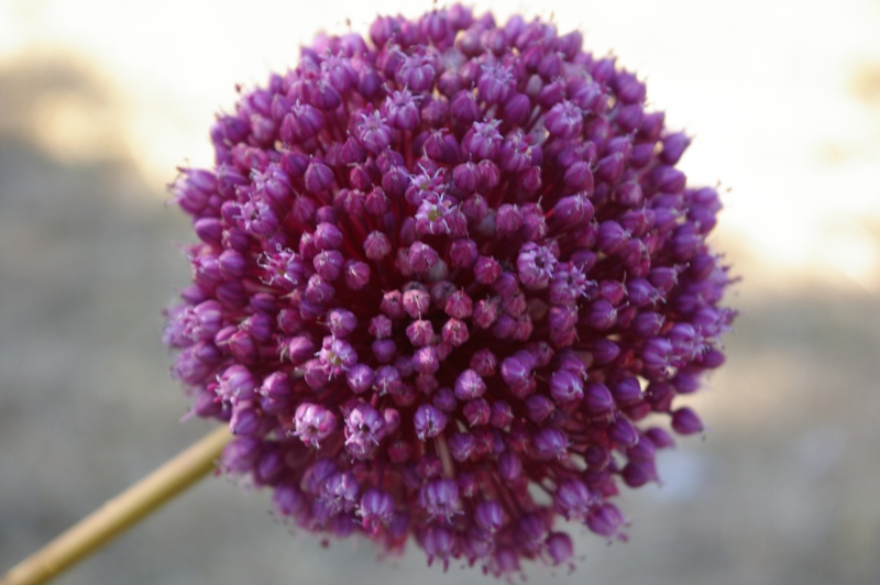 Allium ampeloprasum